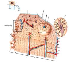 Compact bone forms the outer 'shell' of bone. Chapter 6 Bone Tissue Flashcards Chegg Com