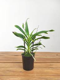 Image result for Angraecum calceolus