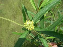 Image result for Eriosema pauciflorum