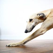 Beautiful Dogs By Mary Dimitri On Dogs Now Dogs Dog Mommy