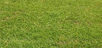 How To Sod Tall Fescue In A Lawn Ehow Grass Textures Grass Photoshop Lawn Sod