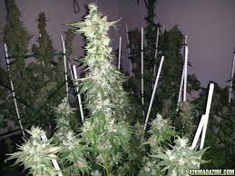 Anybody Use The Full Fox Farm Nutrient Lineup Or Know About It 420 Magazine