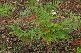 Image result for Pteridium aquilinum