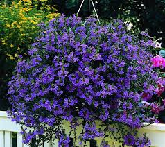 Image result for Scaevola