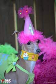 17 Italian Greyhounds Celebrating Their Birthday Italian Greyhound Happy Birthday Dog Meme Italian Greyhound Rescue