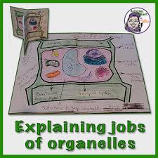 Check spelling or type a new query. Plant Cell Model 3d Foldable Model For Middle School Science Tpt