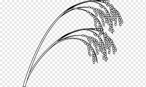 Corta la bolsa de arroz crudo con unas tijeras y vacía su contenido en una cacerola, junto con una taza y cuarto de caldo. Dibujo De Cereal De Arroz Blanco Contorno De Arroz Comida Hoja Monocromo Png Pngwing
