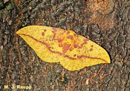 You must include the location in the title for all posts (meaning where in the world it was if you want a picture of a moth identified, this is essential. Giant Silk Moth Larvae Prepare For Winter Imperial Moth Eacles Imperialis Bug Of The Week