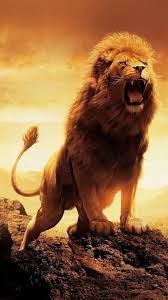 Que Rugido Lion Images Lion Hd Wallpaper Lion Wallpaper