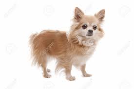 Finding the right long hair chihuahua puppy can be dog gone hard work. Long Haired Chihuahua Dog In Front Of A White Background Stock Photo Picture And Royalty Free Image Image 10222810