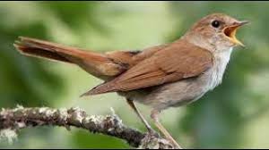 Les mâles ayant un chant riche et puissant attirent plus de femelles, ce qui augmente leur capacité à se reproduire. Chant Nocturne Du Rossignol Philomele Superbe Chant D Oiseau La Nuit Cadeau De La Nature En Morvan Youtube