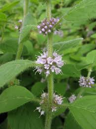 Image result for Mentha