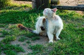 Milben Bei Katzen Behandeln Hausmittel Gegen Katzenmilben Hausmittelhexe Katze Milben Hund Und Katze Milben Hund