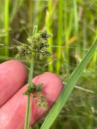 Image result for Fuirena ciliaris