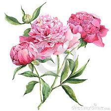 Pink Peonies Botanical Watercolor Illustration Botanical Watercolor Watercolor Illustration Peony Illustration
