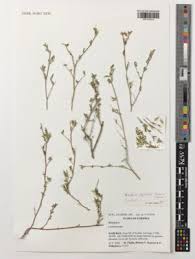 Image result for Blepharis tanganyikensis