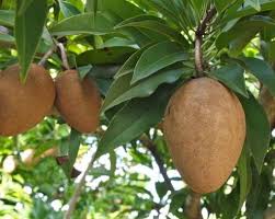 Mengobati batuk berdarah dapat dilakukan dengan berbagai cara, baik secara medis ataupun secara tradisional. Petua Dulu Dulu Posts Facebook