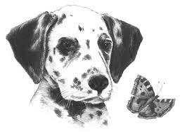 Sketching Skizzieren Malen Mit Bleistift Hund Dalmatiner Grosse 18 Cm X 11 Cm Ebay