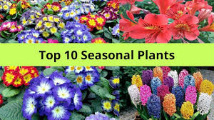 Check spelling or type a new query. Top 10 Seasonal Flower Plants In India By Garden Gyan Youtube