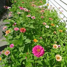 Great in fresh or dried bouquets. Deer Resistant Wildflower Seed Mix American Meadows