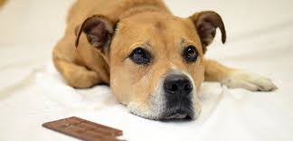 Maybe you would like to learn more about one of these? Chocolate Covered Hazard What To Do If Your Pet Eats A Valentine S Day Treat Aspca