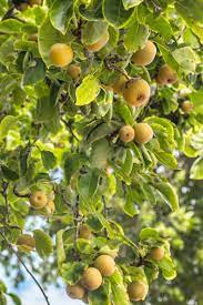 The shinko asian pear tree features lush white blooms in spring, grey bark, and beautifully green, shiny leaves, thus making it an aesthetic addition to any landscape! How To Grow And Care For Asian Pear Trees Gardener S Path