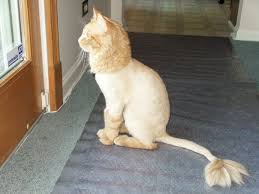 Buka suis dan perhatikan mentol. Kebaikan Dan Keburukan Potongan Lion Cut Pada Kucing The Mamamiaow