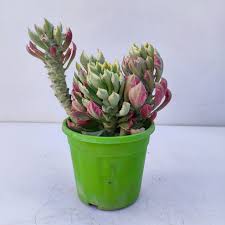 Image result for Monadenium