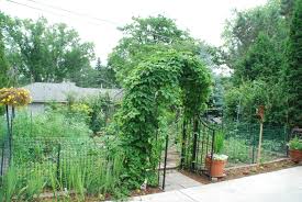 It is a true dwarf that only grows to around 6 feet tall and wide. Grow A Flavorful Landscape Stark Bro S