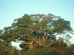 Image result for Ficus sycomorus