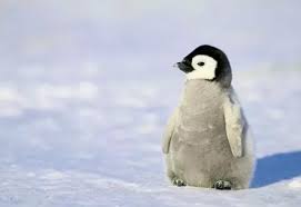 Penguins are pets that can be incubated at a pet shop at level 30 summoning. Can I Legally Own A Penguin Quora