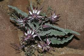 Image result for Ornithoglossum viride