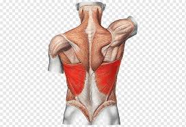 Jan 02, 2020 · anatomy of female human breasts‎ (3 c,. Human Body Anatomy Organ Liver Scapula Latissimus Dorsi Woman Arm Abdomen Png Pngwing