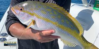 If you're looking to catch tarpon in key west or fish for permit, sailfish, tuna, wahoo, dolphin, kingfish, cobia, snapper, grouper, amberjack, barracuda, sharks… Reef Fishing For Dinner Key West Fishing Report