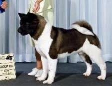 American Akita Dog Black And White Jozi S Available Puppies Akita Dog American Akita Akita