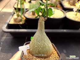 Image result for Gerrardanthus lobatus