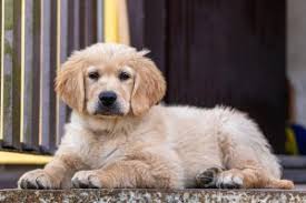 Along with their desire for play we have zero tolerance toward puppy mills and pride ourselves in connecting you with honest and reputable breeders where puppies are raised. Best Golden Retriever Rescues In Houston Texas 2021 We Love Doodles