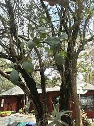 Image result for Acokanthera schimperi