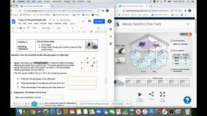 2018 activity b codominant crosses get the gizmo ready click clear drag the. Mouse Genetics Two Traits Gizmo Answer Key Pdf Ewtk Lapekoks Site