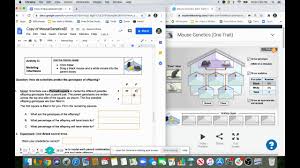 Drag a black mouse and a white mouse into the parent boxes, but don't click breed yet. Mouse Genetics Two Traits Gizmo Answer Key Pdf Ewtk Lapekoks Site