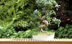 Frische Erde Fur Den Bonsai Pflanzen Pflanzen Umtopfen Zimmerpflanzen