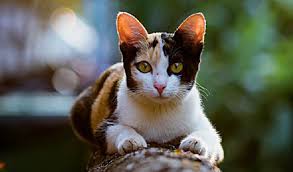 Lymphocytes are a very important defensive cell line. Feline Leukemia Virus And Feline Immunodeficiency Virus Mcqueen Animal Hospital
