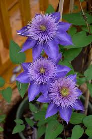 Image result for Clematis