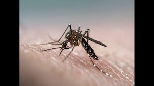 Neatmaster ultrasonic pest repeller is a product of your dreams. Consumer Reports Skip These 5 Types Of Insect Repellent Wfmynews2 Com