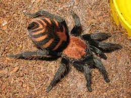 Cyclosternum Fasciatum Commonly Known As Costa Rican Tiger Rump Is A Species Of A New World Tarantula Native To Costa Rica Arachnids Spiders Spider Tarantula