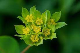 Seinet Arizona Chapter Bupleurum Rotundifolium Wholesale Flowers Flower Guide Flowers