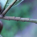 Image result for Strombosiopsis tetrandra