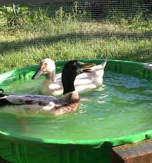 We did not find results for: Do Ducks Need A Pond Duck Pond Ideas The Cape Coop