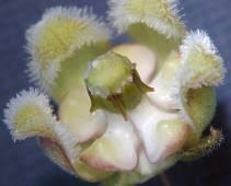 Image result for Xysmalobium holubii