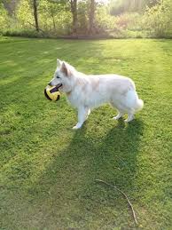 My 8 Month Old White King Shepherd Apollo White German Shepherd King Shepherd Shepherd